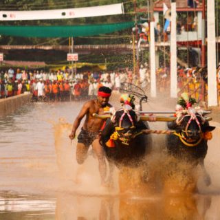 An Action picture of Kambala race where a pair of Bullocks are tied to the plough and made to gallop on a muddy track by a Jockey in southwestern states of Karnataka and Kerala,India.